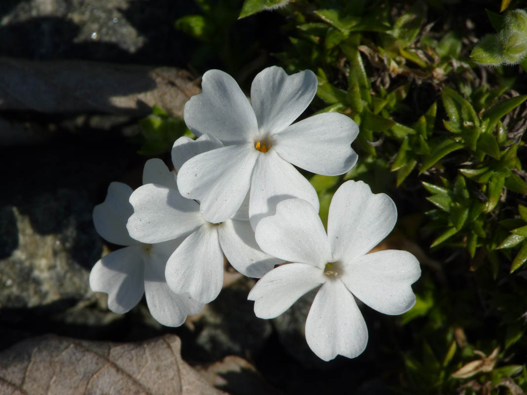 Phlox nivalis 'Nivea' photo